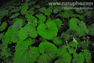 Blattstauden_im_Wald